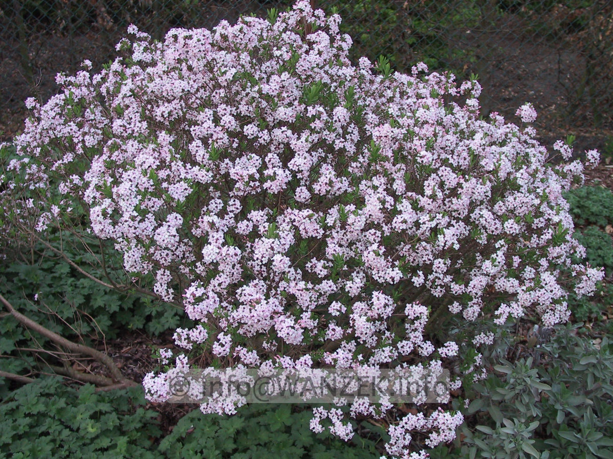 Daphne burkwoodii Somerset.JPG